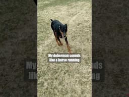 Faithful Steed #dog #funny #puppy #doberman #dobermanpinschers #dobermanpuppy #dogsfunny