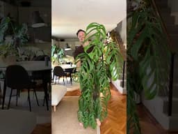 Monstera esqueleto is sizing up nicely :) #mosspole