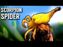 WHY Does This Australian Spider Look like a Scorpion?