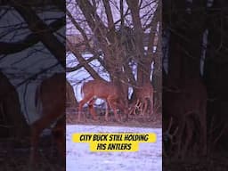 Nice Michigan buck hanging out behind my office.