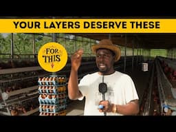 Your Layers Deserve It: The Hidden Costs of Poultry Farm Success