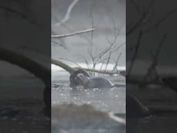 Cute Otter Family playing by the River #otter