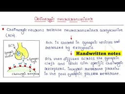 Cholinergic neurotransmitter