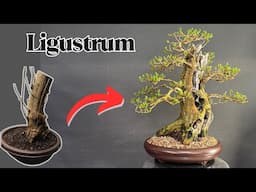 Using Yamadori To Create PERFECT Bonsai Trees