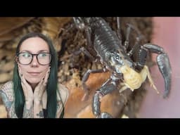 Scorpion STING ACTION!.. 15 *SPICY* baby Asian Forest Scorpions Feeding & Update!