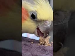 Cockatiel Parrot Eating Millet | Calopsita | BirdNerdSophie #parrots #cockatiel #calopsita