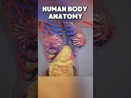 Human body anatomy: Internal anatomy of human body #anatomy #biology