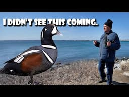 Rhode Island's WINTER BIRDING SURPRISE