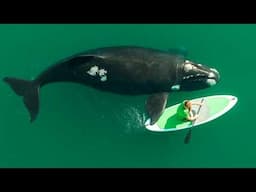 11 Mins That'll Make You Respect Whales