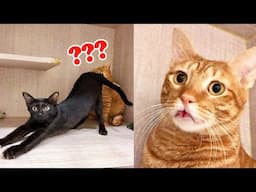 These Funniest Cats Video That Will Make Your Day 😹 | Aww Pets