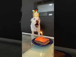 My dog tried to blow out his bday candle🔥#funny #dog #pets #doglife #funnydogs #dogshorts #birthday