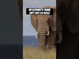 An elephant's trunk isn't just its nose! #naturepbs #elephant #animalshorts #animals #pbs