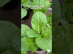Soil vs. Hydroponics: Which Grows Bok Choy Faster?