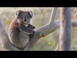 Australian Wildlife Conservancy | Protecting Australia's Wildlife
