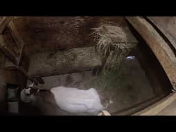 New Baby goat cam