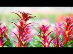 10 Amazing Plants That Grow Without Sunlight!