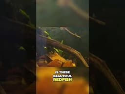 Ultimate Guide to Raising Beautiful Redfish in Nano Tanks