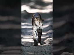 Magical leopard sighting in Wilpattu National Park, Sri Lanka #shorts #wildlife #srilanka