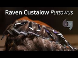 Raven Custalow, Puttawus
