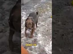 Animals That Asked people for help &kindness  #short 39 #animalshelp           #animalrescues