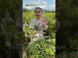 Nhà mình đã có TINH DẦU TRÀM GIÓ chưa ? #hangthuantaynguyen #tinhdautramgio