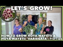 HOYA WAYETII CARE The Ultimate Guide for Beginners (2025)