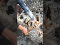 GIANT MUDCRAB! Barehanded Catch in Mangroves