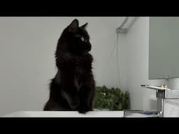We adopted a cat! A longer updated video will be coming soon