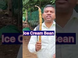 Ice Cream Bean,आइसक्रीम बीन विदेशी फल, Exotic fruit, #icecreambean #icecream Shorts #shorts