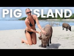 We Found a Hundred Pigs on This Island!