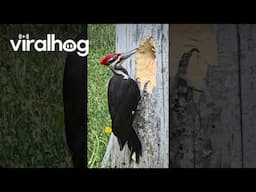 Excuse Me! Don't You See? I Am a Busy Woodpecker || ViralHog