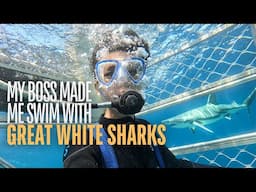 Our Boss Made Me Swim with Great White Sharks for My Internship — Port Lincoln, South Australia