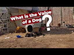 What is the Value of a Dog? 🇺🇸 A raw glimpse into forgotten Dogs and the Heroes who save them