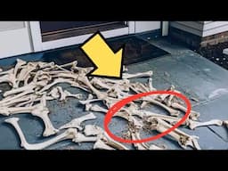 Animal Bones Kept Appearing on My Doorstep—What My Security Camera Caught Left Me Shaking!