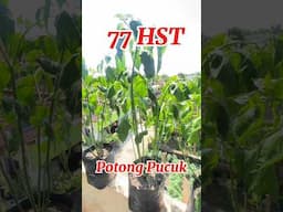 Tanam Cabe tanpa Semai di Polybag / how to plant chilies #caberawit #rawitkaliber #cabepolybag