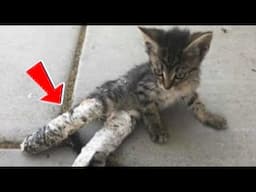 This Kitten Was CRYING for Help – What Happens Next Will Shock You! #truestory