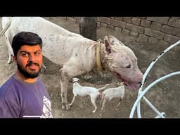 Finally Ajj Bilo Cross Karwa Di | Gultair Dogs | Punjabi Shok Kennel