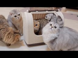 When Loco tries to go out, these two kittens get worried and won't leave him!