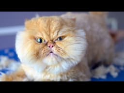 This cute cat will surprise you !!! 😻🛁✂️❤️