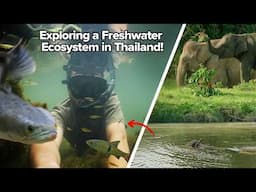 Thailand’s River That Looks Like A Real Life Planted Tank! Giant Snakeheads, Barbs, Rasboras & More!