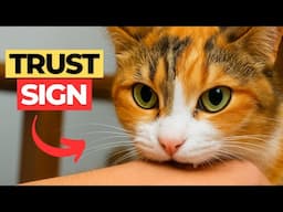 10 Heartwarming Things Cats Do When They Deeply Trust You