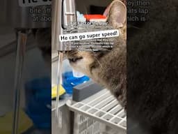 THIS is how fast a cat can drink water