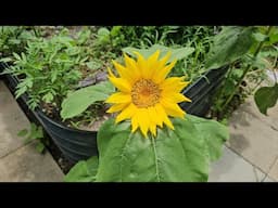 May garden tour 2025 zone 8a nc