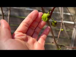 Growing Pawpaw Trees - Amazing Spring Update 2025