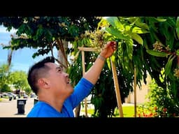 What You Can Expect When Growing Tropical Fruit Trees in California's Central Valley