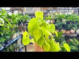 Summer Wishlist Plants at Lowes! Big Box Store Plant Shopping!