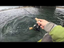 More early spring blackfish (tautog) on the artificial!
