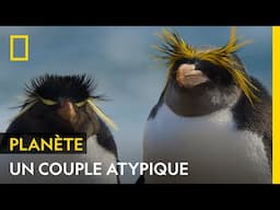 Gorfou doré et gorfou sauteur, le couple parfait ?