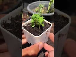 Simple Seed Extraction
