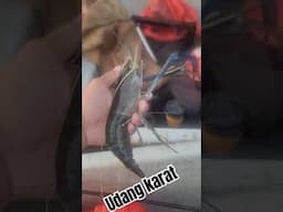 Udang Karat